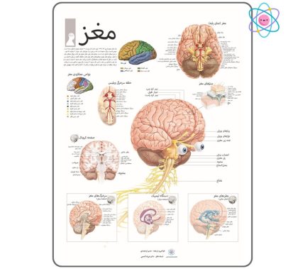 پوستر آموزشی مغز