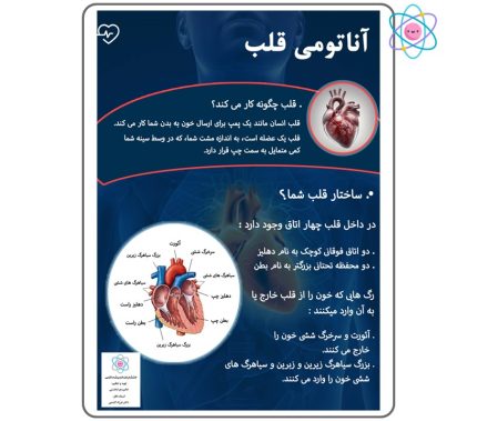 پوستر آموزشی قلب