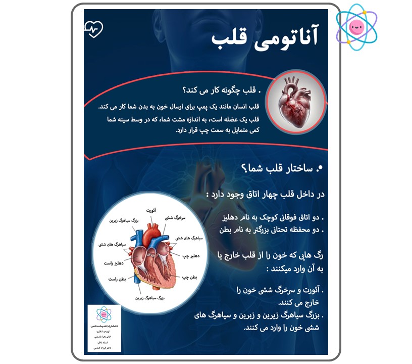 پوستر آموزشی قلب