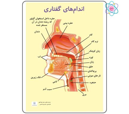 پوستر آموزشی اندام‌های گفتاری